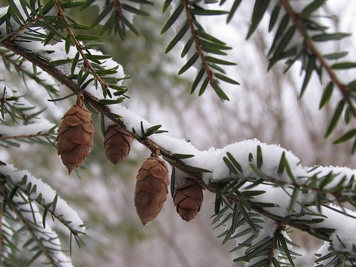 白色梦幻: 冬季雪景摄影欣赏