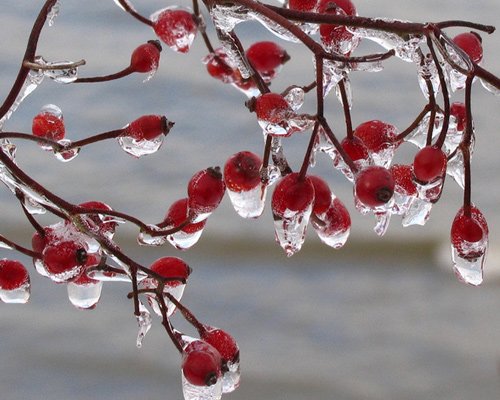 白色梦幻: 冬季雪景摄影欣赏