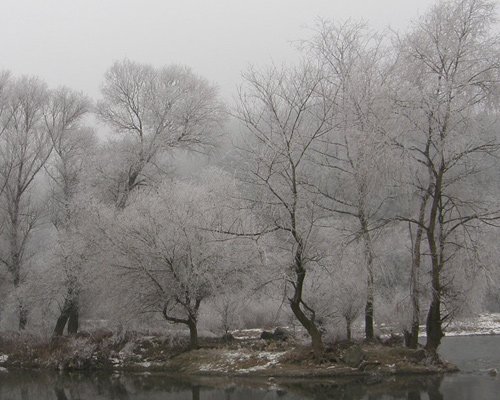 白色梦幻: 冬季雪景摄影欣赏