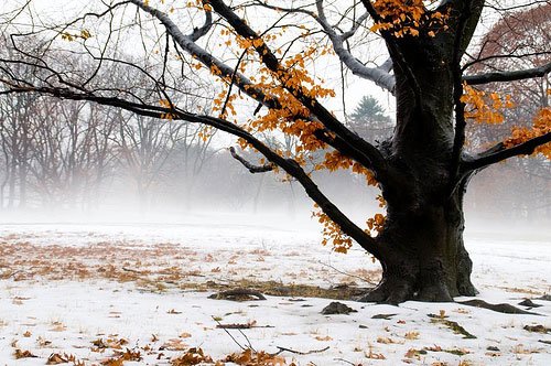 白色梦幻: 冬季雪景摄影欣赏