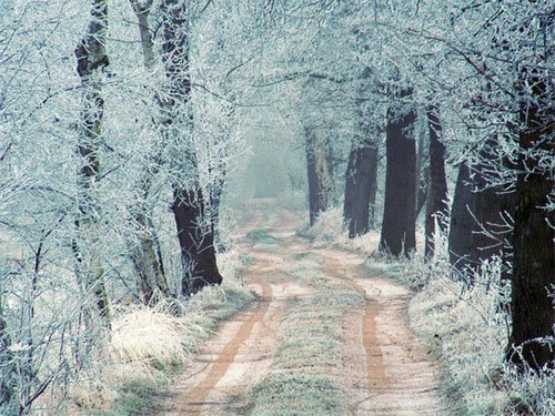 白色梦幻: 冬季雪景摄影欣赏