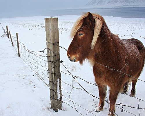 白色梦幻: 冬季雪景摄影欣赏