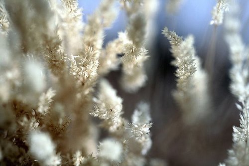 白色梦幻: 冬季雪景摄影欣赏