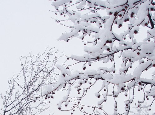 白色梦幻: 冬季雪景摄影欣赏