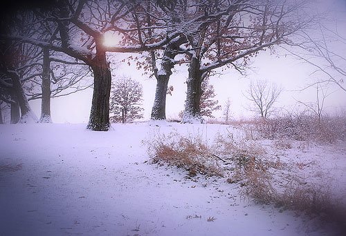 白色梦幻: 冬季雪景摄影欣赏