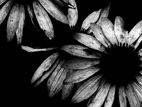 100张漂亮的黑白摄影作品