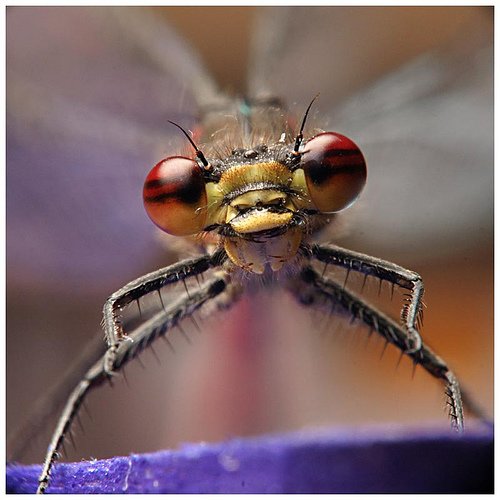 超漂亮的昆虫摄影