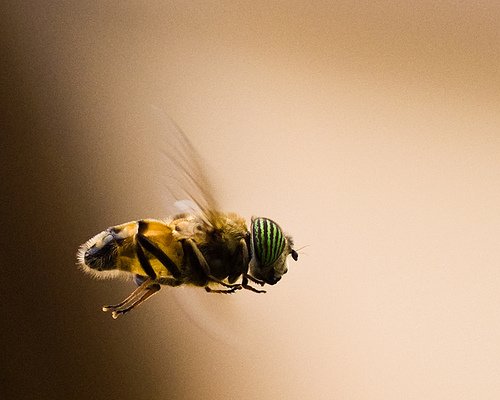 超漂亮的昆虫摄影