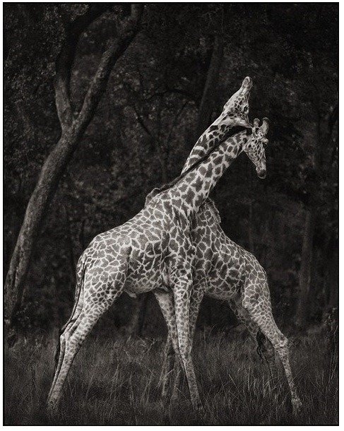 Nick Brandt黑白动物摄影