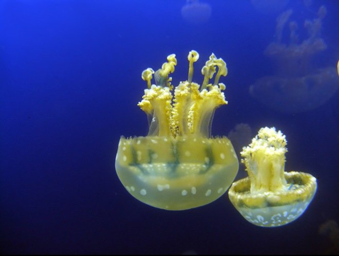 漂亮的海洋生物：水母摄影欣赏