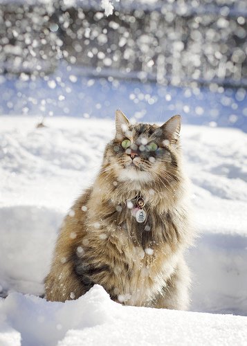 一组漂亮的冬季雪景照片欣赏