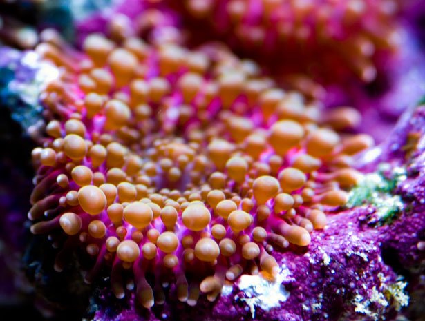 漂亮的海底珊瑚摄影
