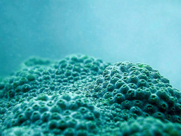 漂亮的海底珊瑚摄影