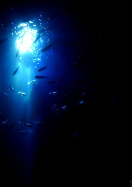 25张漂亮的水下摄影作品