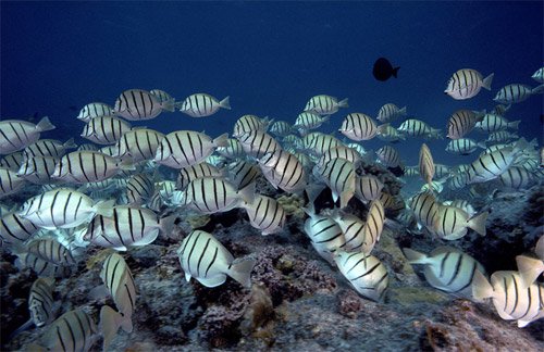 水下新世界：45张漂亮的水下摄影佳作