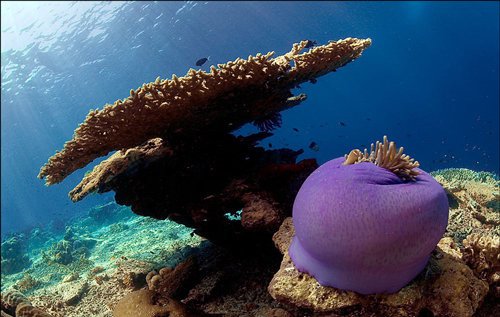 40张美丽的海洋生物摄影作品