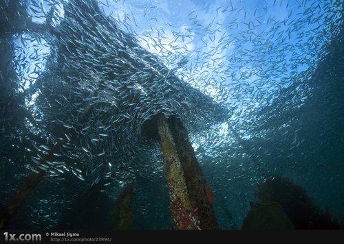 40张美丽的海洋生物摄影作品