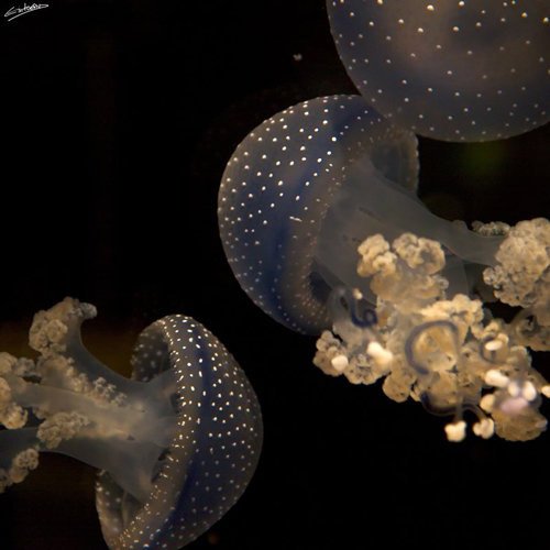 40张美丽的海洋生物摄影作品