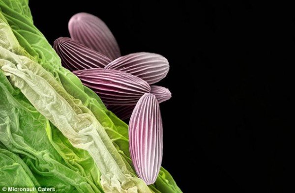 显微镜下的超美花粉摄影