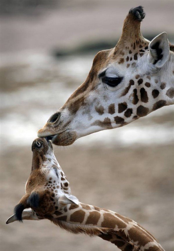 动物世界的母子温情