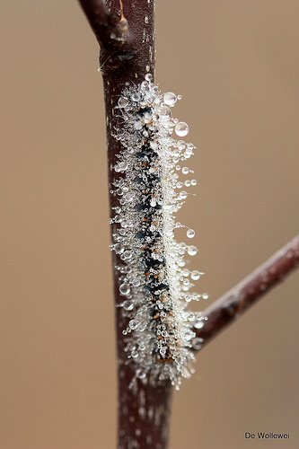 清新之美：裹满露水的昆虫摄影作品