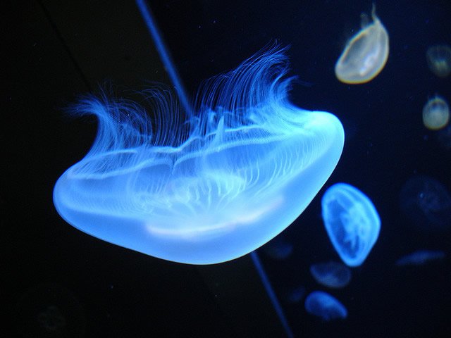 美丽的水母摄影欣赏