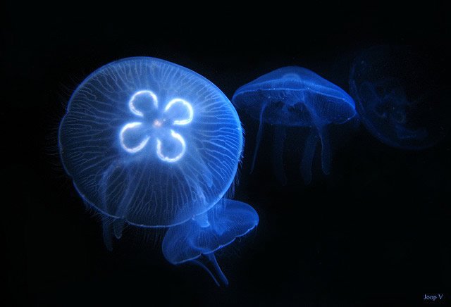 美丽的水母摄影欣赏