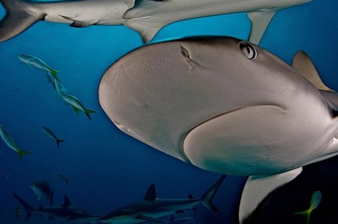 水下摄影师Brian Skerry作品欣赏