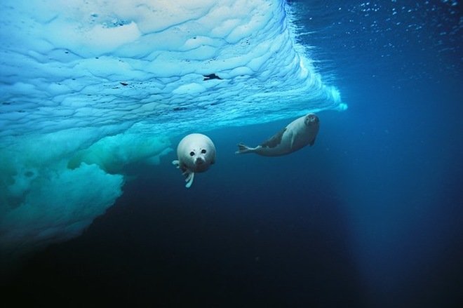 水下摄影师Brian Skerry作品欣赏