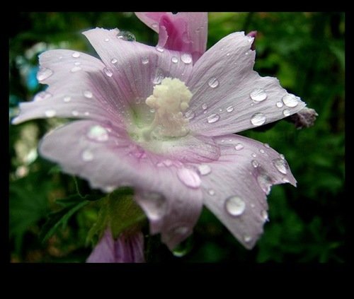 70张漂亮的雨天摄影作品