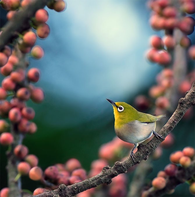 台湾摄影师John Soong漂亮的花鸟摄影作品
