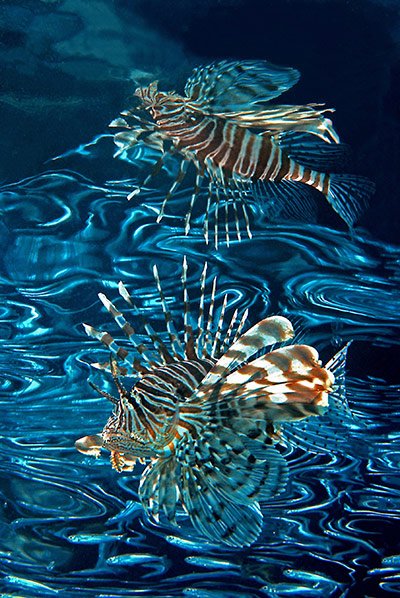 2010年世界最佳水下摄影作品欣赏