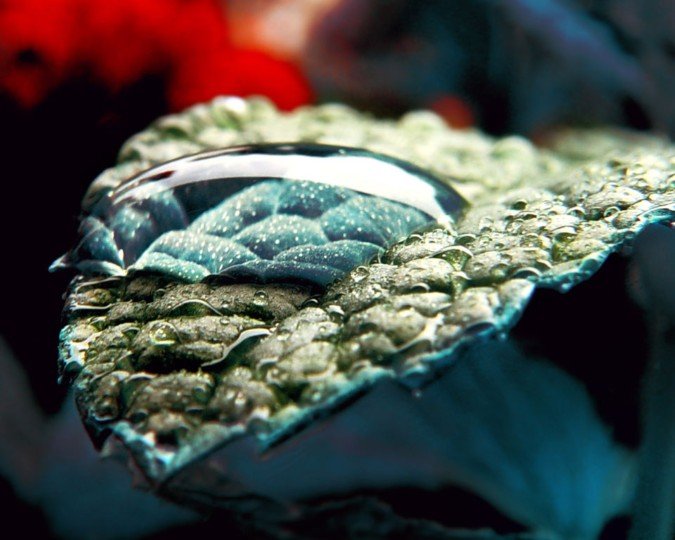 波兰摄影师Maja晶莹剔透的水珠微距摄影