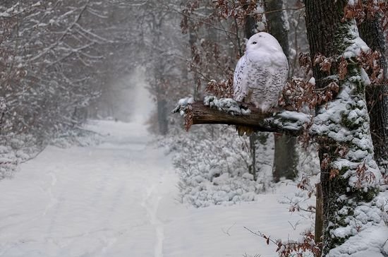 多雪的冬季摄影作品欣赏