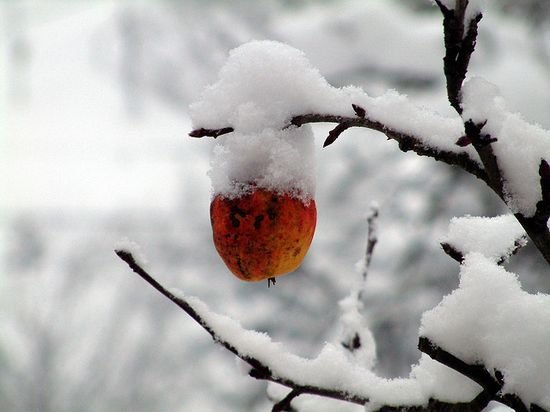 多雪的冬季摄影作品欣赏