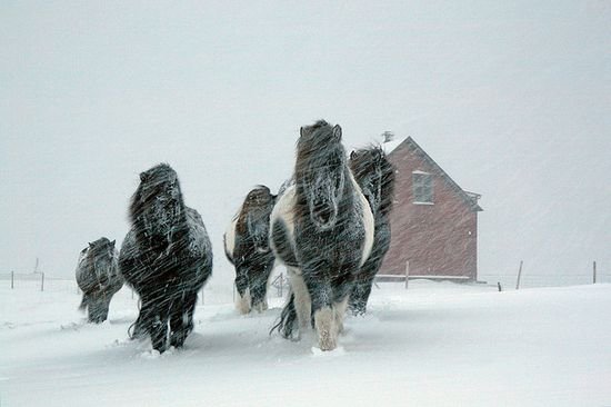 多雪的冬季摄影作品欣赏