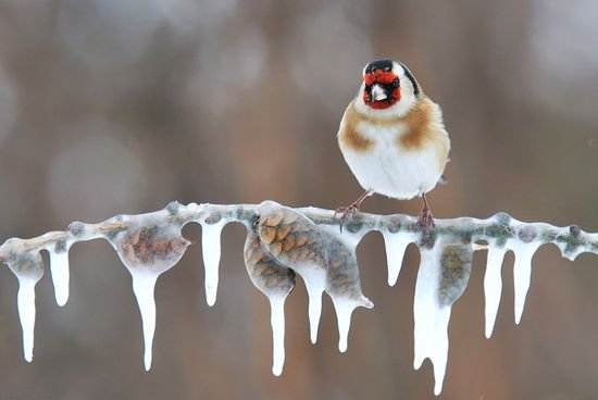 多雪的冬季摄影作品欣赏