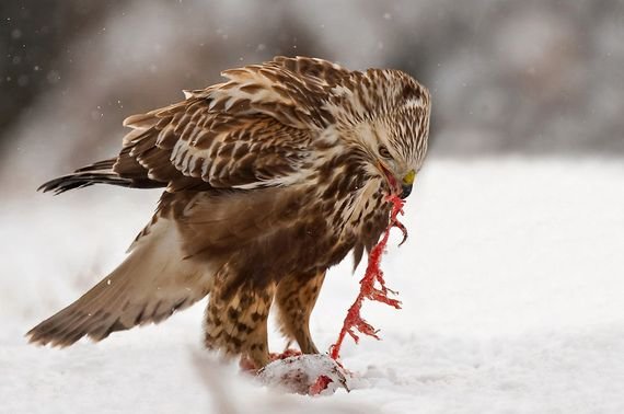 摄影欣赏：雪地里的野生动物