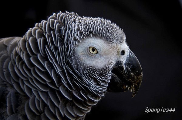 动物摄影作品：美丽的鸟