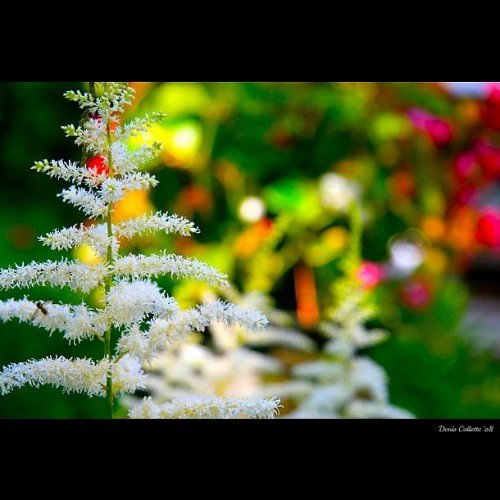 漂亮的圣诞节散景(Bokeh)摄影照片(二)