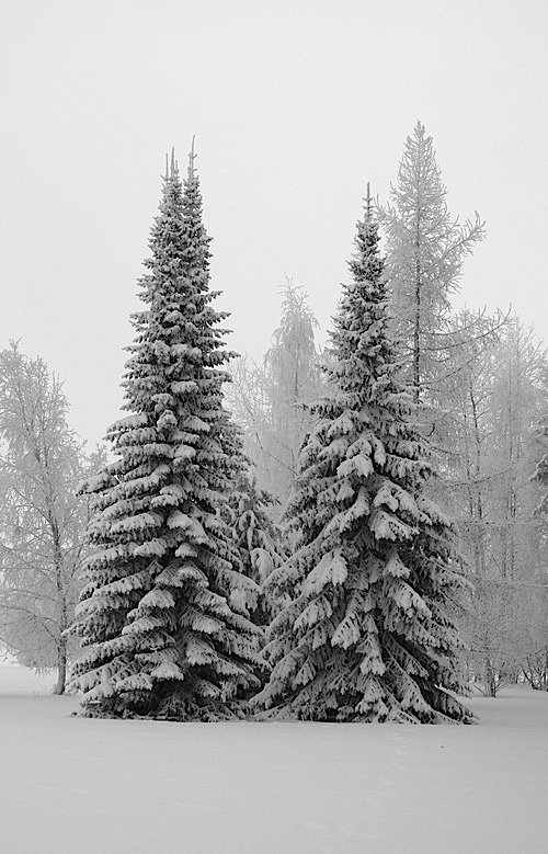 仙境般的黑白雪景照片