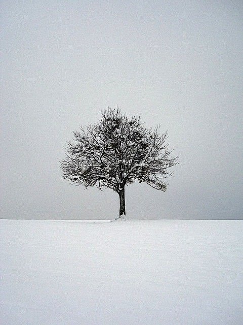 仙境般的黑白雪景照片