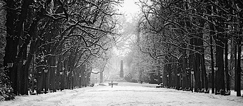 仙境般的黑白雪景照片