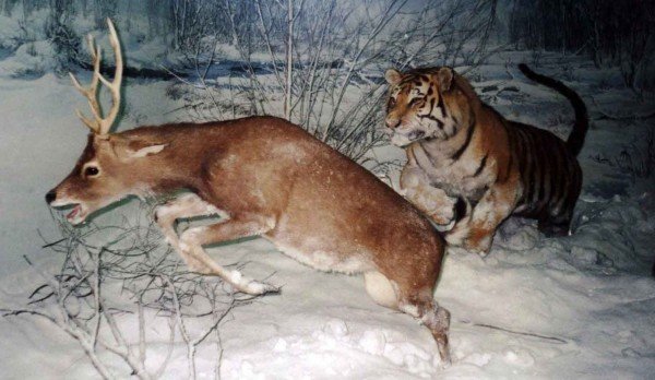 野生动物捕猎精彩瞬间