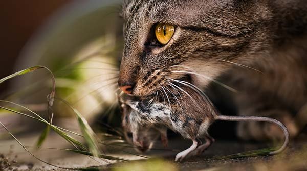 野生动物捕猎精彩瞬间