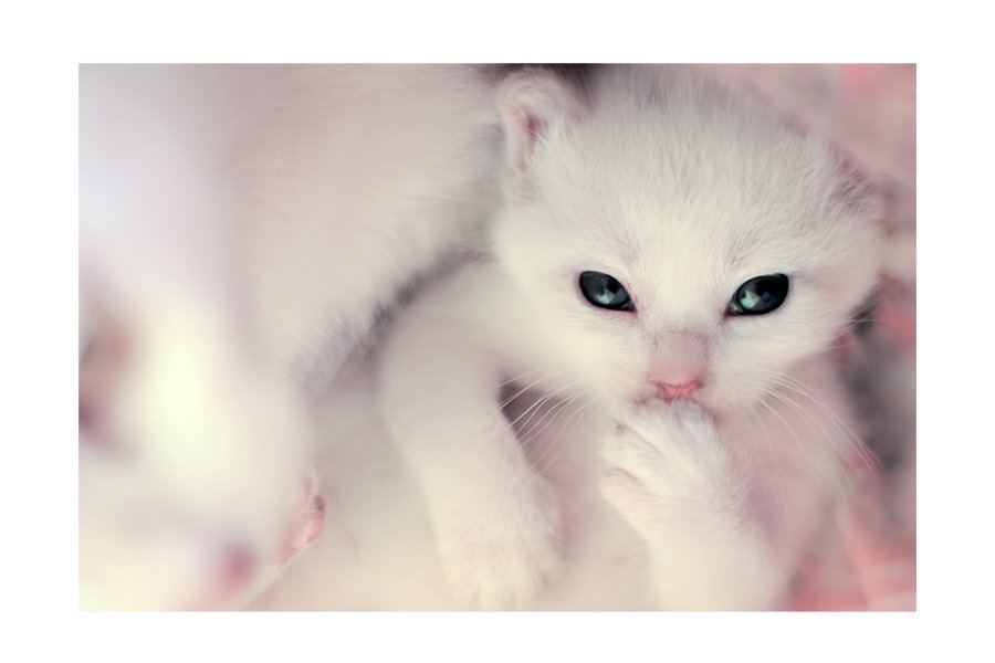 60张可爱的猫咪摄影作品