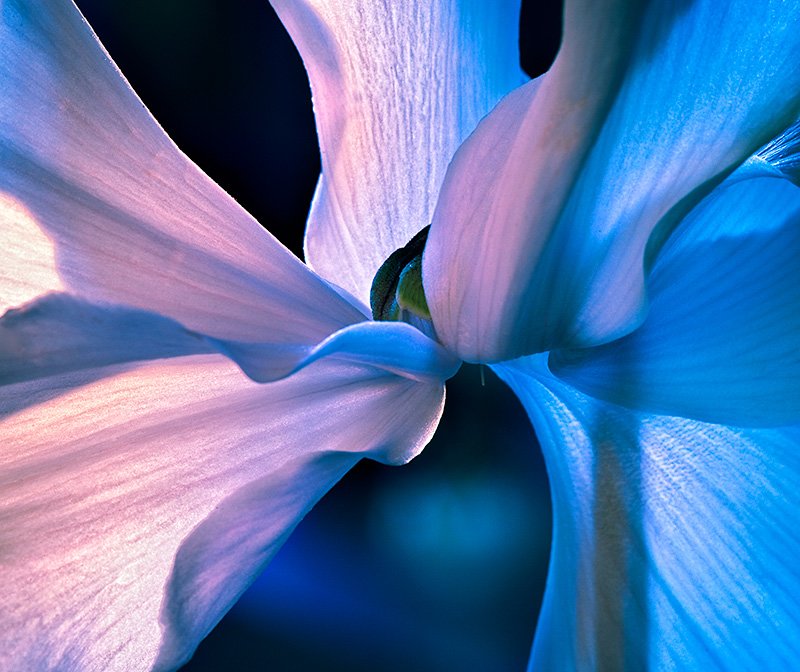 摄影欣赏：70张美丽梦幻的花