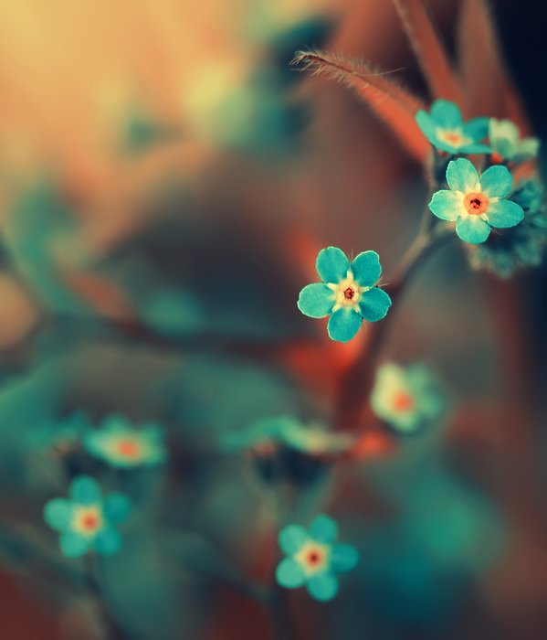 摄影欣赏：70张美丽梦幻的花