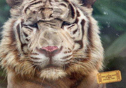 与动物亲密接触：尼赫鲁野生动物园广告