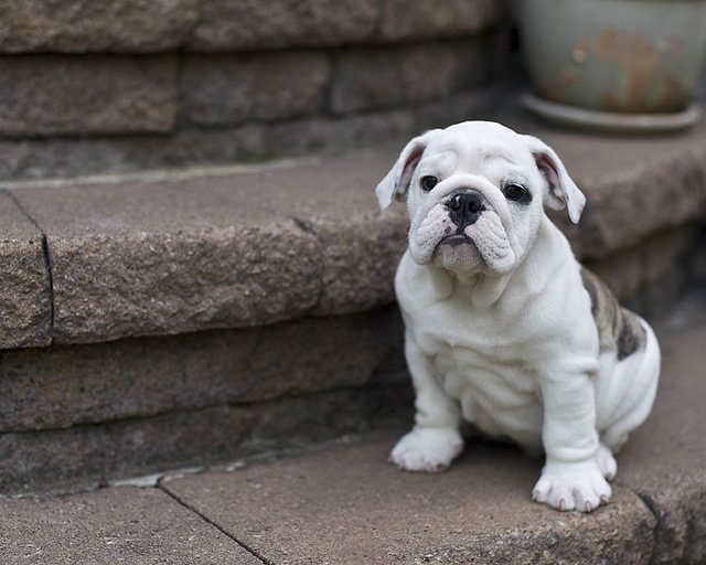 动物摄影欣赏：斗牛犬